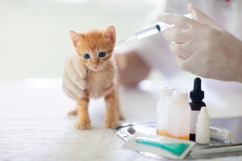 ลูกแมวที่คลินิกสัตวแพทย์ แมวน้อยตอนตรวจและฉีดวัคซีน การตรวจสุขภาพสัตว์เล็ก การดูแลสัตว์เลี้ยง หมอตรวจแมว. วัคซีนและยาในเข็มฉีดยาสำหรับลูกแมว