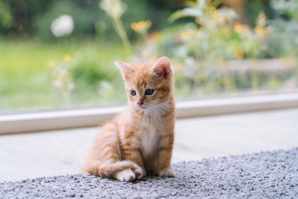 แมวแดงตัวน้อยน่ารักอยู่บนพื้นไม้โดยมีหน้าต่างอยู่ด้านหลัง ลูกแมวสีแดงตัวน้อยน่ารัก ลูกแมวขิงขนยาวเล่นที่บ้าน สัตว์เลี้ยงแสนน่ารักประจำบ้าน สัตว์เลี้ยงในบ้านและลูกแมวตัวน้อย
