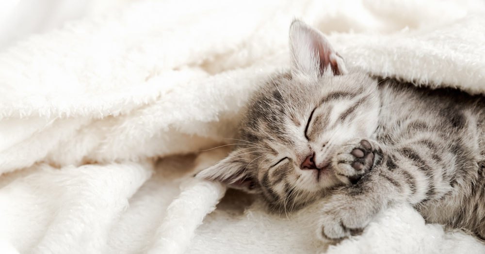 ลูกแมวลายน่ารักนอนบนผ้าห่มนุ่มสีขาว แมวกำลังงีบหลับอยู่บนเตียง สัตว์เลี้ยงแสนสบายนอนหลับสบายที่บ้านแสนสบาย ป้ายเว็บยาวๆ