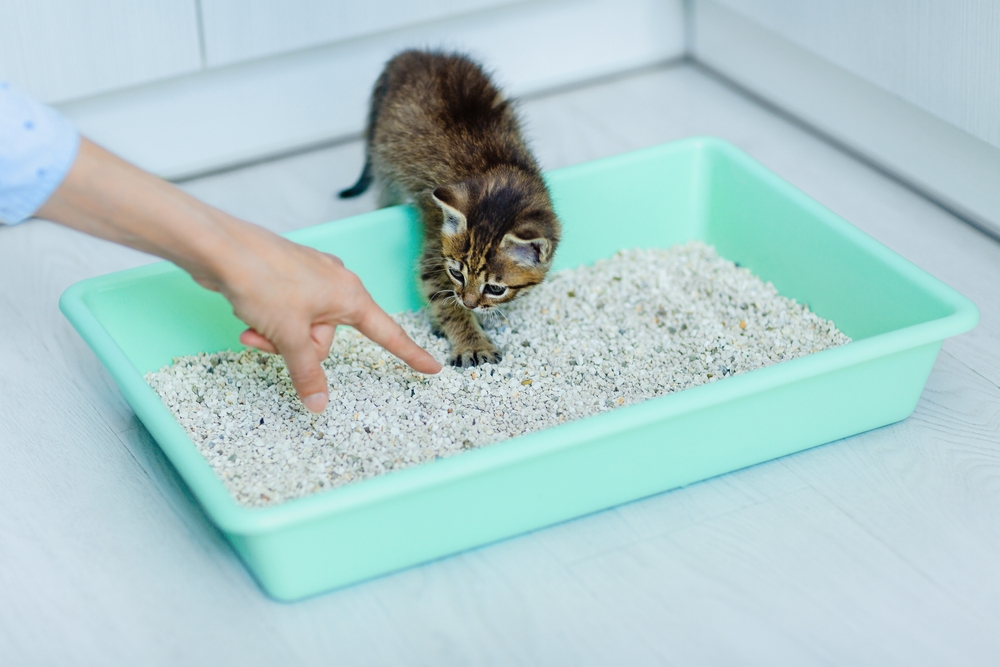 ฝึกให้ลูกแมวหรือแมวเป็นสัตว์เลี้ยงบนถาดชักโครกที่มีสารดูดซับ