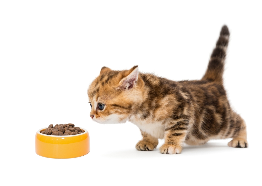 ลูกแมวอังกฤษตัวเล็กกับชามอาหารแห้ง แยกต่างหากบนพื้นหลังสีขาว