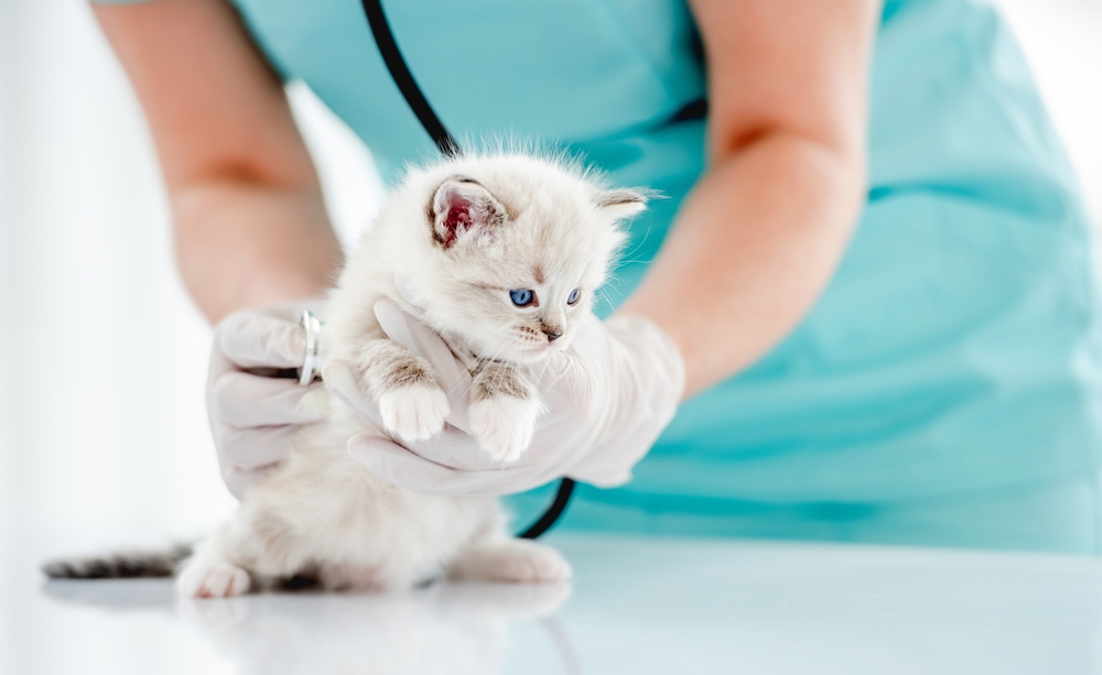 สัตวแพทย์หญิงอุ้มลูกแมวแร็กดอลน่ารักที่มีตาสีฟ้าสวยๆ และตรวจดูที่คลินิกสัตวแพทย์ รูปโฉมของลูกแมวพันธุ์แท้ขนปุกปุยที่มีอุ้งเท้าเล็กๆในโรงพยาบาลสัตว์