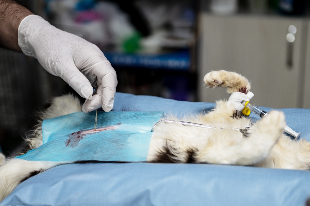 แมวกำลังทำการผ่าตัดในคลินิกสัตวแพทย์ แมวขาวกำลังทำหมันโดยสัตวแพทย์ คลินิกสัตวแพทย์
