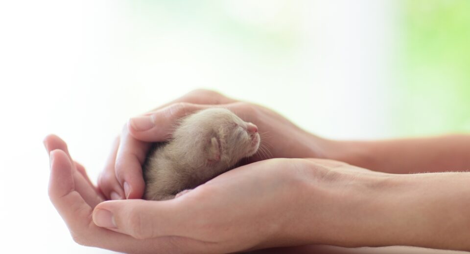 ลูกแมวนอนหลับอยู่ในมือของมนุษย์ เจ้าของสัตว์เลี้ยงและแมวของเขา นอนหลับสบายและงีบหลับกับสัตว์เลี้ยง แมวทารกแรกเกิดผ่อนคลาย รักสัตว์.