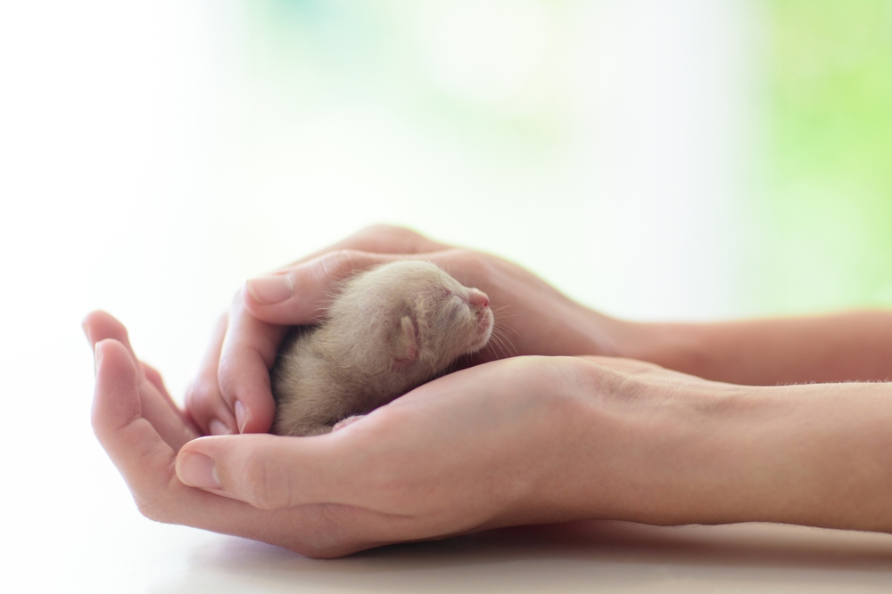 ลูกแมวนอนหลับอยู่ในมือของมนุษย์ เจ้าของสัตว์เลี้ยงและแมวของเขา นอนหลับสบายและงีบหลับกับสัตว์เลี้ยง แมวทารกแรกเกิดผ่อนคลาย รักสัตว์.