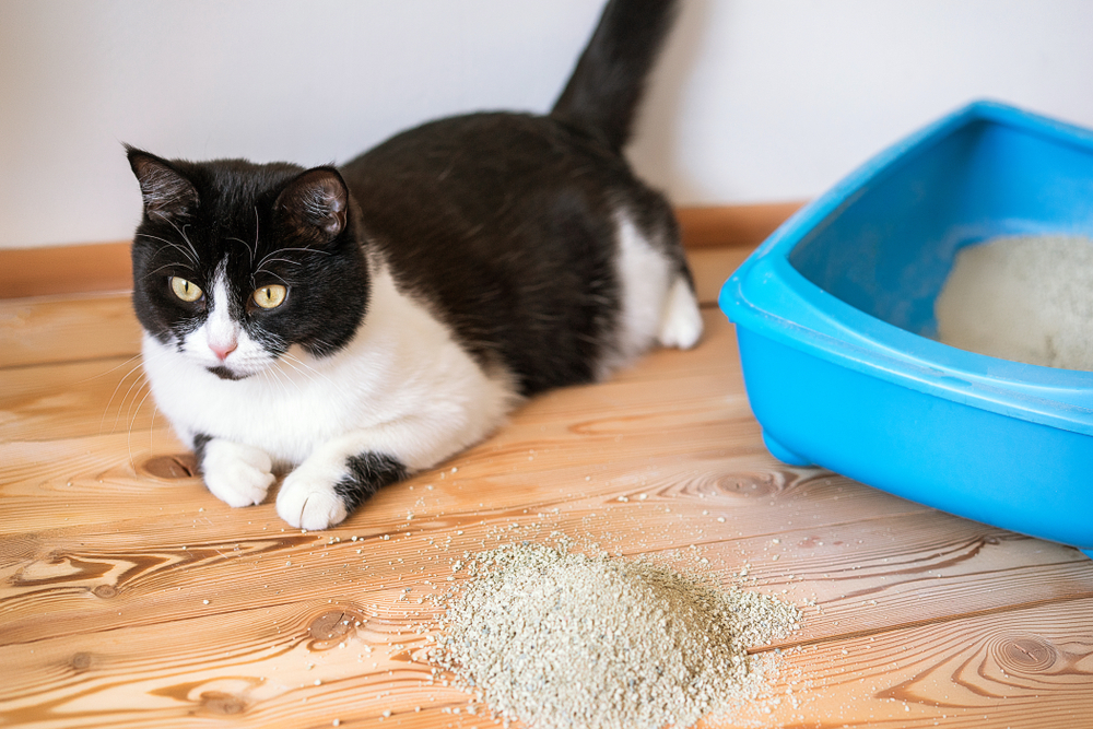ห้องน้ำแมวลูกแมวสีน้ำเงินและสีดำและสีขาวบนพื้นไม้ แนวคิดการทำความสะอาดของเหลวดูดซับปัสสาวะที่เติมโถส้วมกลิ่นอันไม่พึงประสงค์ ขยะ