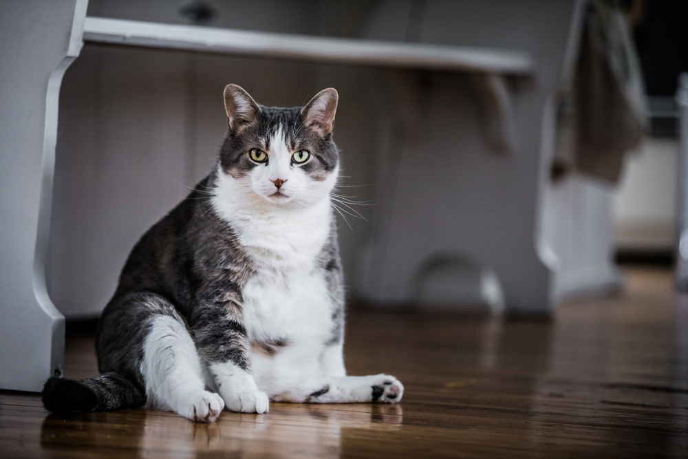 แมวอ้วนตลกนั่งอยู่ในครัวและอาจกำลังรออยู่