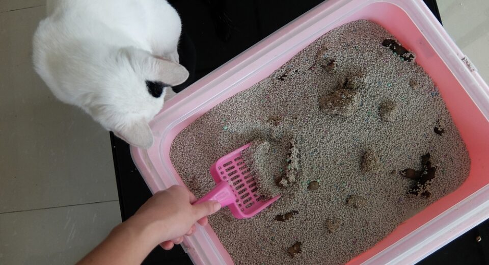 มือผู้หญิงทำความสะอาดกระบะทรายแมว