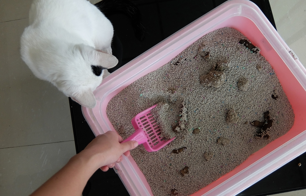 มือผู้หญิงทำความสะอาดกระบะทรายแมว