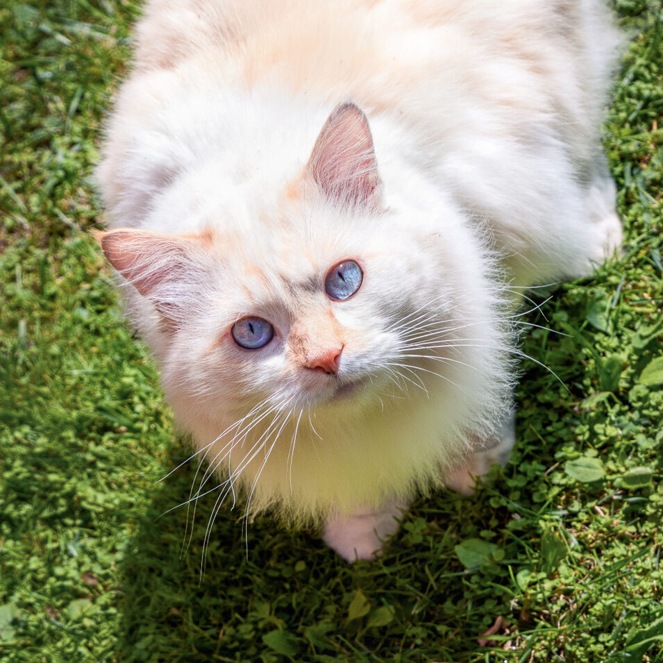 แมวสายพันธุ์เตอร์กิชหรือเทอร์คิช แองโกรากำลังนั่งอยู่บนพื้นหญ้าในสวน