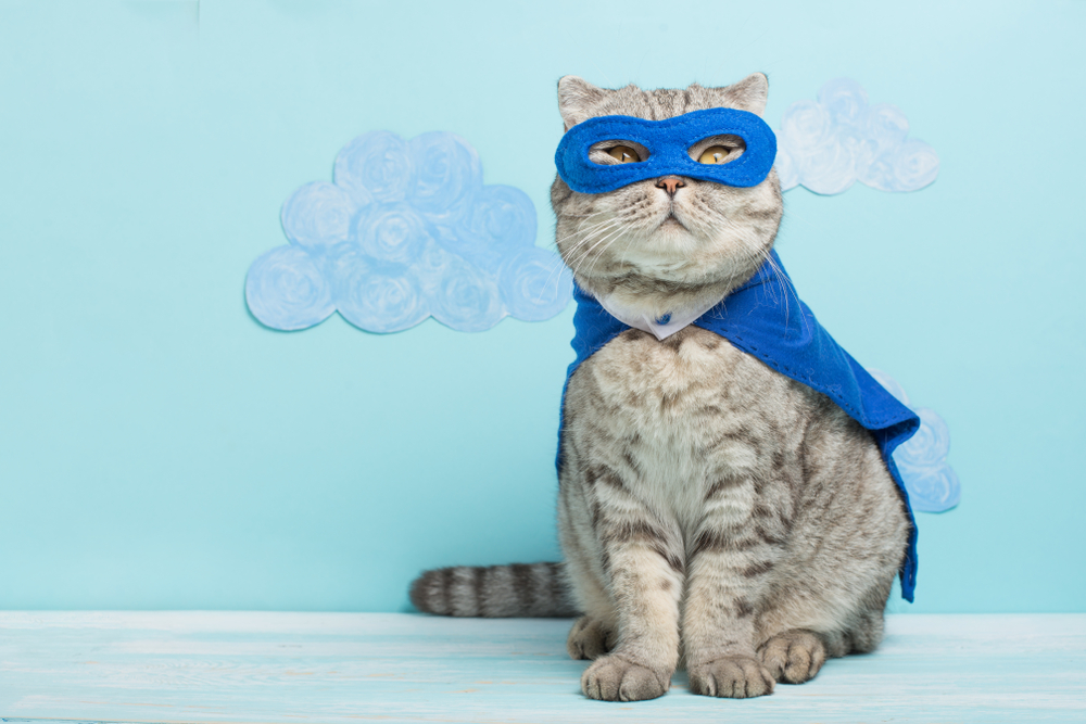 ซูเปอร์ฮีโร่แมว สก๊อตติช วิสกัส เสื้อคลุมและหน้ากากสีน้ำเงิน