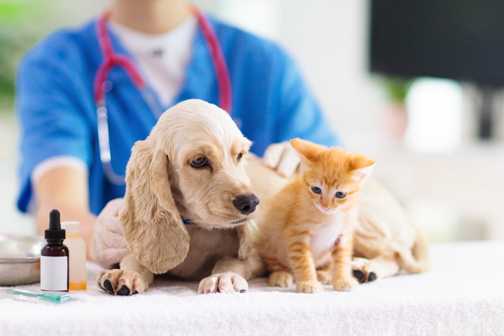 สัตวแพทย์,ตรวจสุขภาพ,สุนัข,และ,แมว,ลูกสุนัข,และ,ลูกแมว,ที่,สัตวแพทย์ แมวอึเป็นเลือด