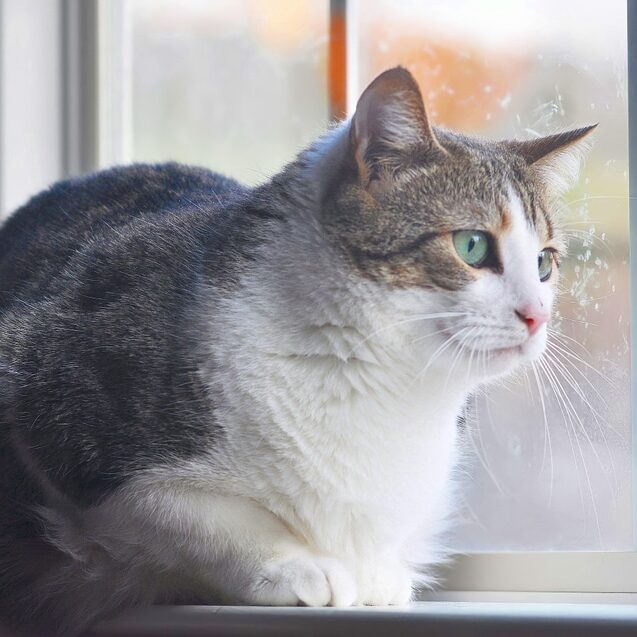 ภาพเหมือนของแมวเกาะแมนนั่งเฝ้าดูหิมะตกที่หน้าต่าง