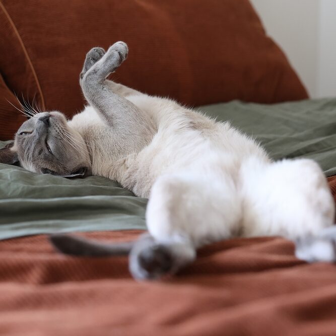 แมวท็องกิเนสที่เหนื่อยล้านอนอยู่บนเตียงสีเขียวและสีส้ม