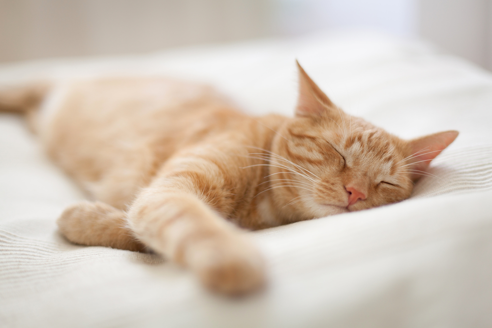 Sleeping Ginger Tomcat - ความฝันที่สมบูรณ์แบบ แมวซึม