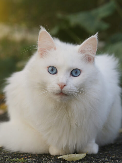 แมวตุรกีสีขาวสวยตาสีฟ้า