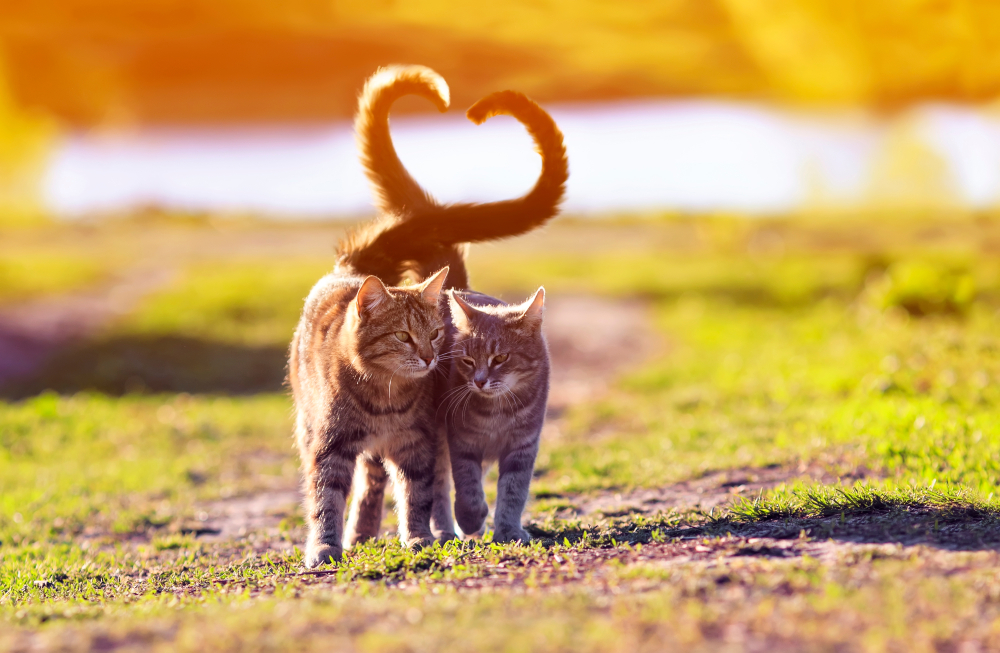 แมวลายคู่รักน่ารักคู่หนึ่งกำลังเดินบนเส้นทางซันนี่ในสวนฤดูใบไม้ผลิอันอบอุ่น บิดหางของมันไว้ในใจ หางแมว