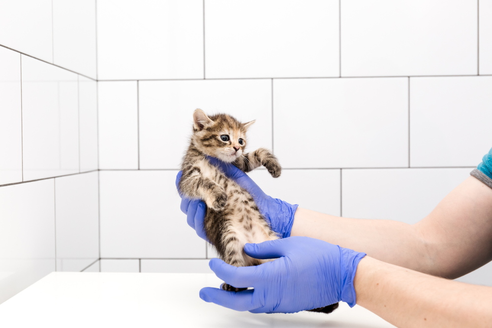 การตรวจและรักษาลูกแมวโดยแพทย์ที่คลินิกสัตวแพทย์โดดเดี่ยวบนพื้นหลังสีขาว การฉีดวัคซีนของสัตว์เลี้ยงและการกำหนดเพศ วิธีดูเพศแมว