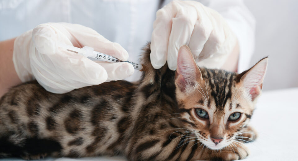 ลูกแมวอยู่บนโต๊ะหน้าสัตวแพทย์ แพทย์จะทำการฉีดเข้าใต้ผิวหนัง มือของหมอสวมถุงมือ เข็มฉีดยาอินซูลิน ลูกแมวมองเข้าไปในเลนส์ การรักษาการฉีดวัคซีน