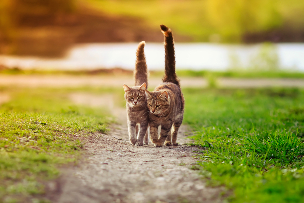 แมวลายน่ารักสองตัวเดินอยู่บนถนนในสวนในฤดูใบไม้ผลิในวันที่แดดจ้า กำลังยกหางให้สูง