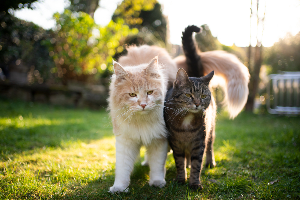 แมวสองตัวที่แตกต่างกันยืนเคียงข้างกันกลางแจ้งในสวน