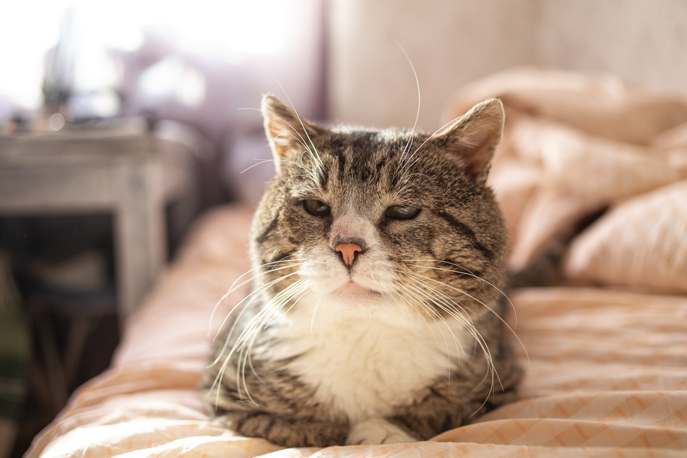 วิวด้านข้างของแมวลายลายขี้เกียจและแก่ๆ นอนอยู่บนเตียงที่บ้าน ให้อาหารแมว