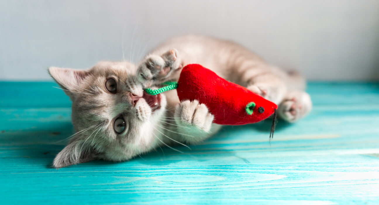 ลูกแมวบริติชชอร์ตแฮร์ตัวเล็กสีพีชเบจครีม