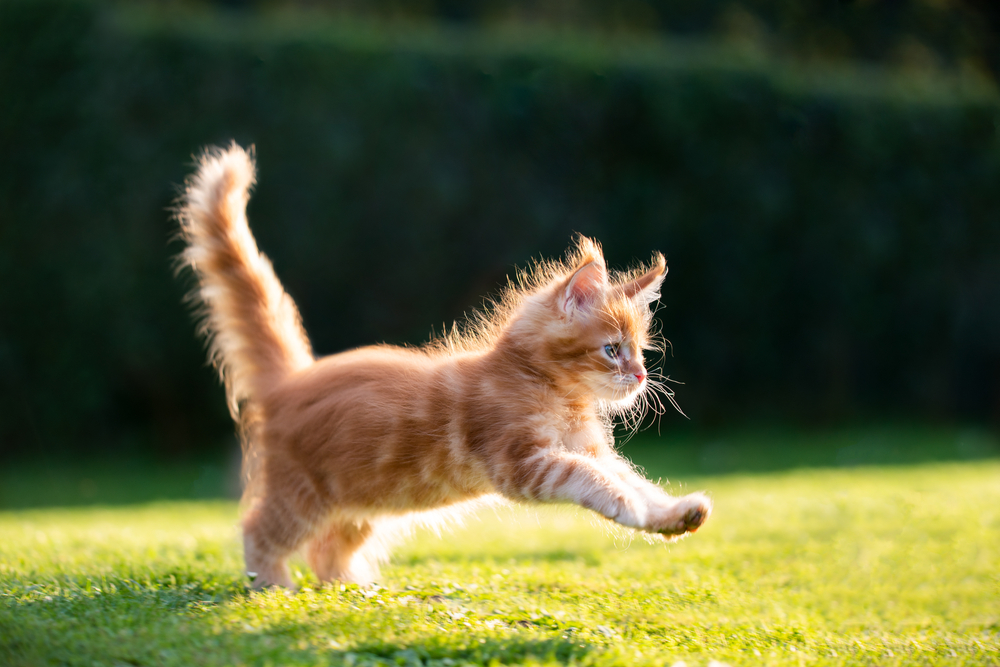 ลูกแมวแมวลายขิงแดงขี้เล่นเมนคูนวิ่งอยู่บนพื้นหญ้ากลางแจ้งท่ามกลางแสงแดด ให้อาหารแมว