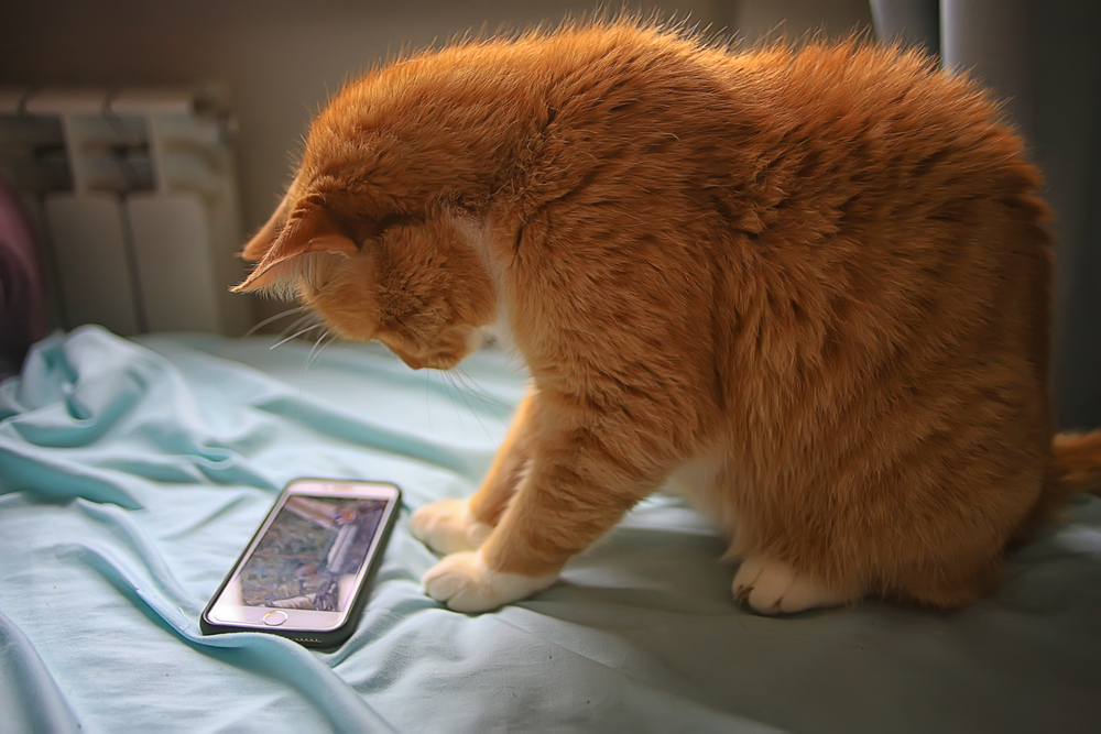 แมวกำลังดูสมาร์ทโฟน แมวสีแดงน่ารักดูวิดีโอบนโทรศัพท์ เกมสำหรับแมว