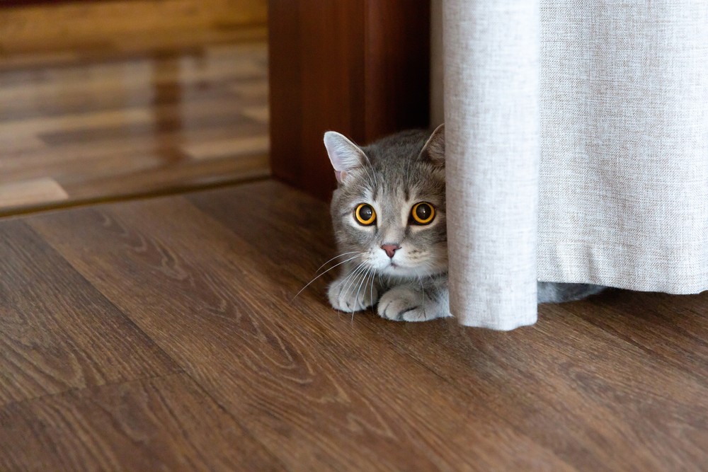 แมวอังกฤษอ้วนสีเทานอนอยู่บนพื้นใต้ม่านและมองไปด้านข้าง เกมสำหรับแมว