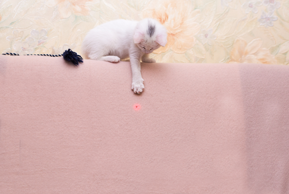 ลูกแมวตลกสีขาวเล่น จับตัวชี้เลเซอร์ เกมสำหรับแมว