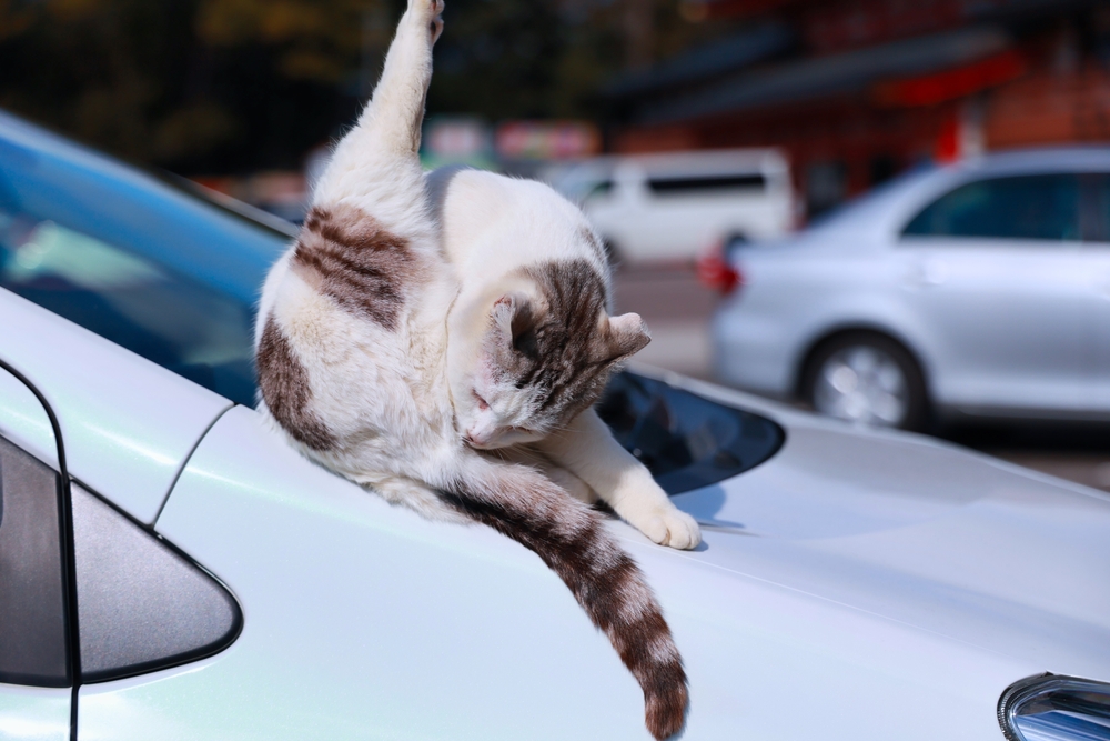 เลี้ยงแมวจรจัดบนรถ แมวเหงา