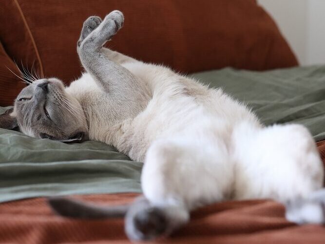 แมวท็องกิเนสที่เหนื่อยล้านอนอยู่บนเตียงสีเขียวและสีส้ม แมวรักเรา