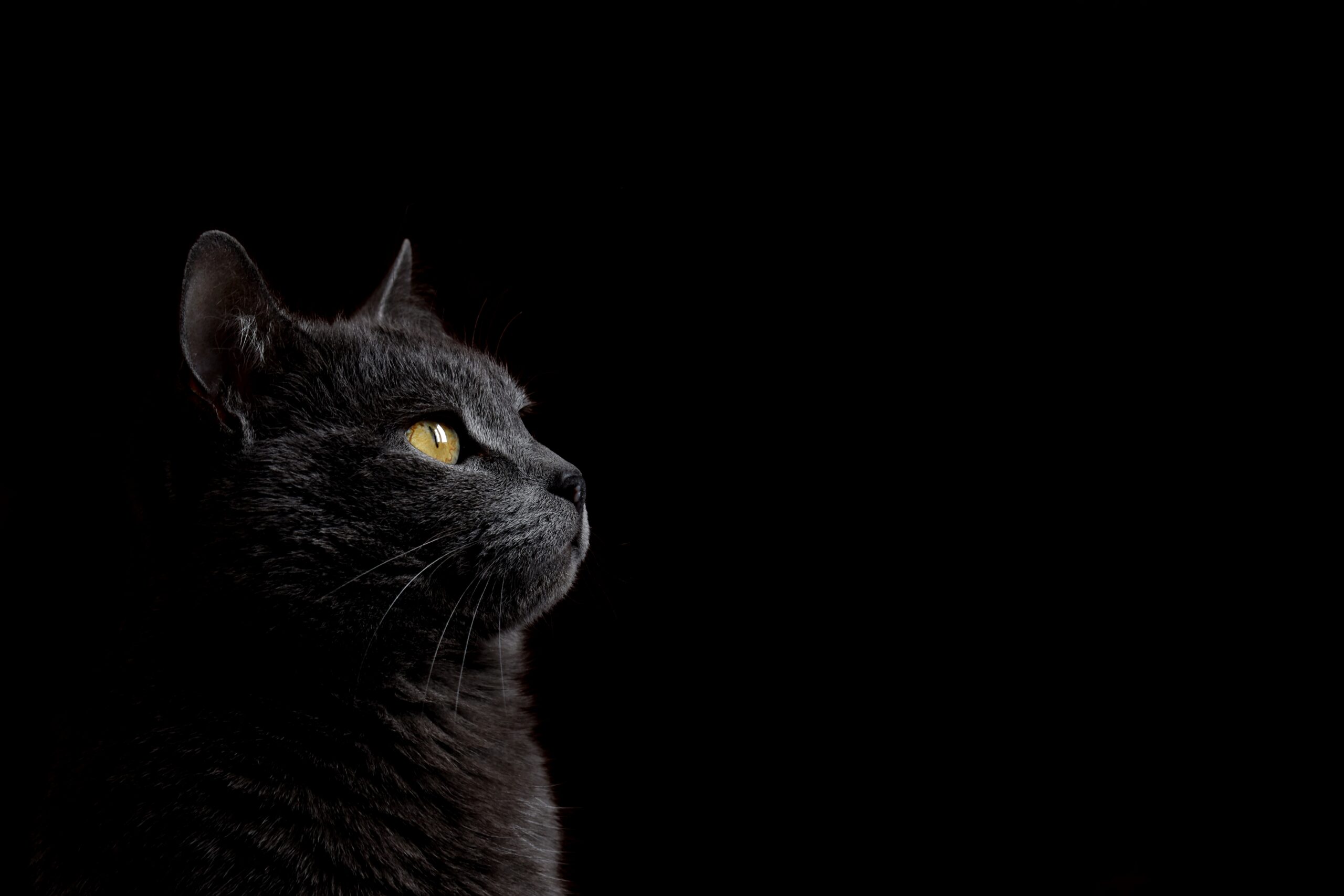 แมวสีน้ำเงินรัสเซียบนพื้นหลังสีดำสีเทาที่สวยงาม