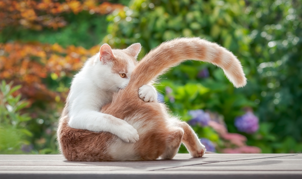 แมวตลกเลียขนบนหางอย่างสนุกสนาน จับมันขึ้นด้วยอุ้งเท้า แมวสีแดง-ขาวสองสี European Shorthair ในสวนหลากสีสัน หางแมว