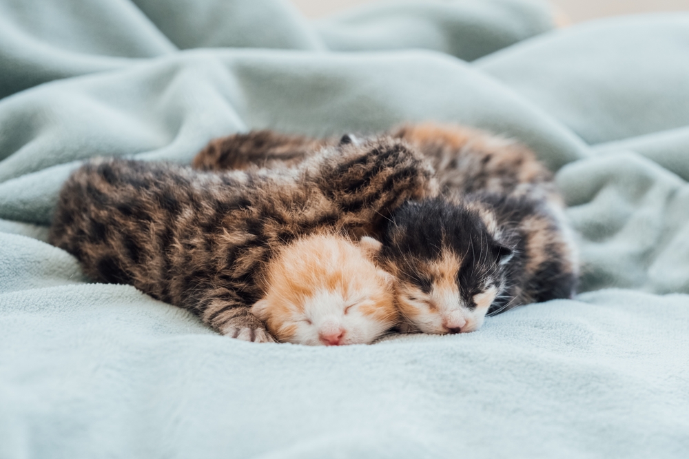 ลูกแมวแรกเกิด ลูกแมวตาบอดแรกเกิดนอนหลับสบายด้วยกัน