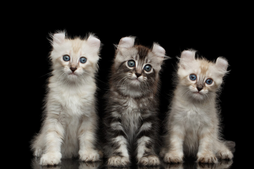 ลูกแมวอเมริกันเคิร์ลขนปุยสามตัวมีหูบิดนั่งอยู่ เอดส์แมว