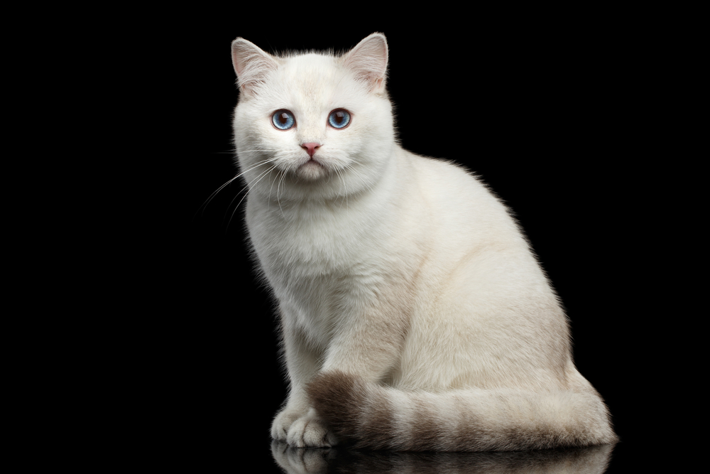 แมวพันธุ์อังกฤษที่น่ารักสีขาวมีตาสีฟ้าวิเศษนั่งอยู่บนพื้นหลังสีดำที่แยกออกมาพร้อมกับเงาสะท้อน หางแมว