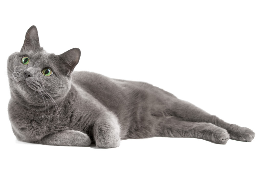 แมวสีเทานอนตาสีเขียว , แมวสีฟ้ารัสเซีย แมวซึม