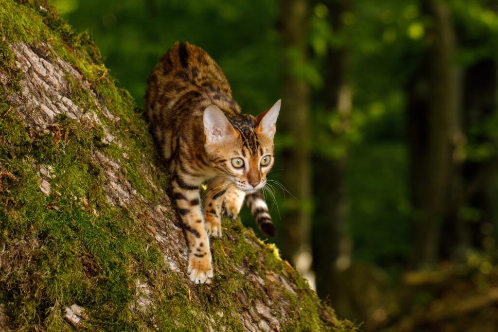 การล่าสัตว์แมวเบงกอลในป่าธรรมชาติสีเขียวพื้นหลัง เลี้ยงแมวระบบเปิด