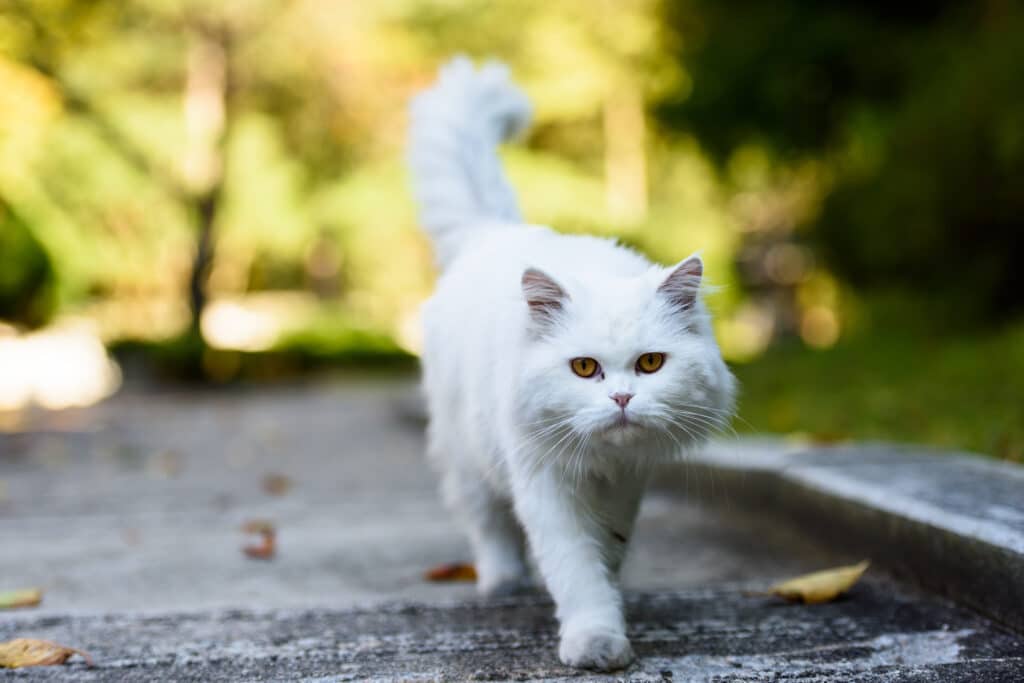 Persian,Cat