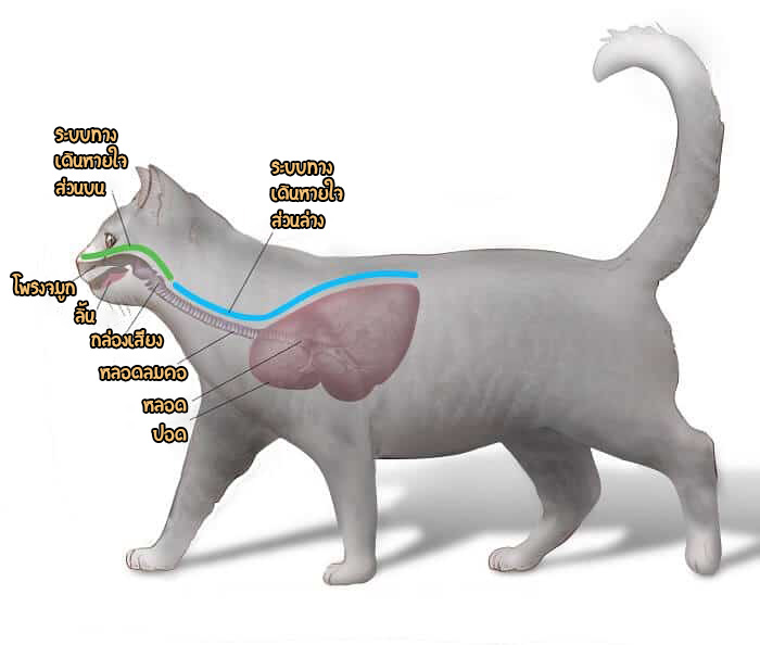 แผนภาพระบบทางเดินหายใจส่วนบนและล่างของแมวด้านล่าง จัดทำโดย Cornell Feline Health Center โรคทางเดินหายใจส่วนต้น