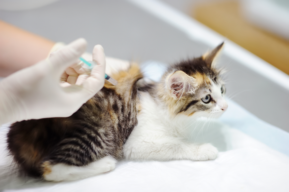 หมอสัตวแพทย์หญิงฉีดยาให้ลูกแมวน่ารัก แมวอยู่ในคลินิกสัตวแพทย์ ศัลยแพทย์สัตว์แพทย์ วัคซีนแมว