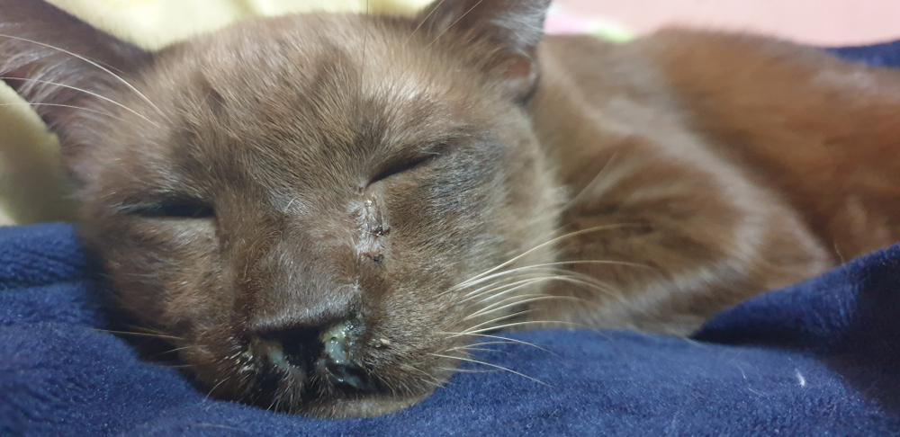 เบลอของแมวสีน้ำตาลแก่ที่มีอาการน้ำมูกไหล น้ำมูกเป็นสีเขียว มีน้ำมูกไหลในแมว โรคจมูกอักเสบเรื้อรังในแมว โรคหวัดแมว