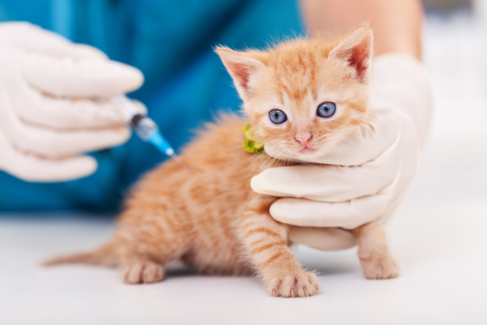 ลูกแมวน่ารักกำลังรับวัคซีนที่สัตวแพทย์ - จัดขึ้นบนโต๊ะตรวจโดยมือผู้เชี่ยวชาญด้านสุขภาพสัตว์ ฉีดวัคซีนแมว ไข้หัดแมว