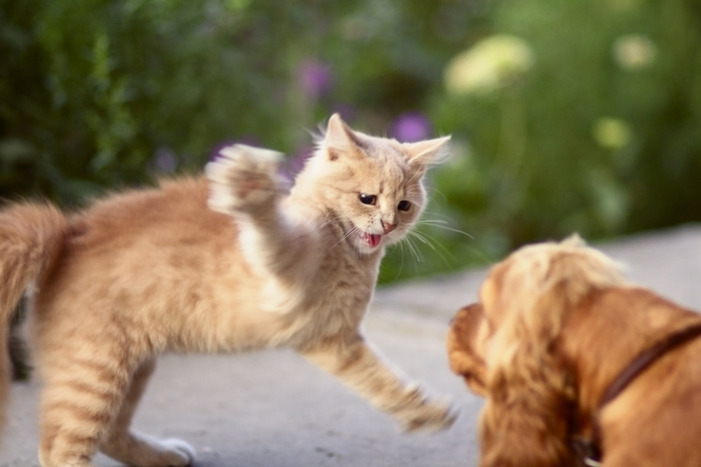 แมวตื่นตระหนกปกป้องตัวเองและโจมตี ลูกแมวขิงโค้งหลังด้วยความกลัวสุนัข ชีวิตสัตว์ สัตว์เลี้ยงที่เดินกลางแจ้ง