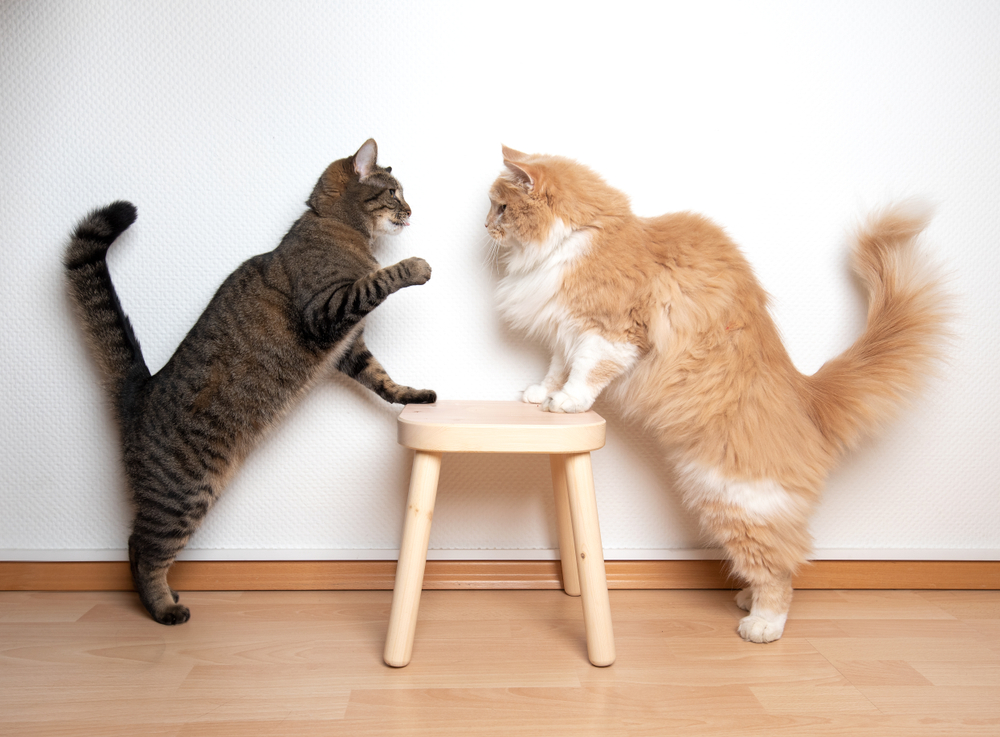 แมวสองตัวต่อสู้มวยปล้ำต่อสู้ มุมมองด้านข้างของแมวสองตัวหันหน้าเข้าหากันบนเก้าอี้ไม้หน้าผนังสีขาว แมวตัวหนึ่งกำลังยกอุ้งเท้าของมัน แมวฉี่นอกกระบะทราย