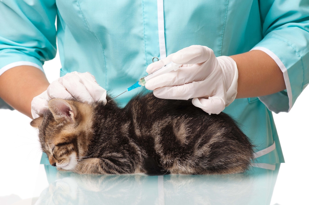 ลูกแมวตัวน้อยกำลังรับวัคซีนที่คลินิกสัตวแพทย์อย่างใกล้ชิด วัคซีนแมว