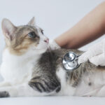 โรคเยื่อบุช่องท้องอักเสบในแมว (FIP) สาเหตุ อาการ และการรักษา