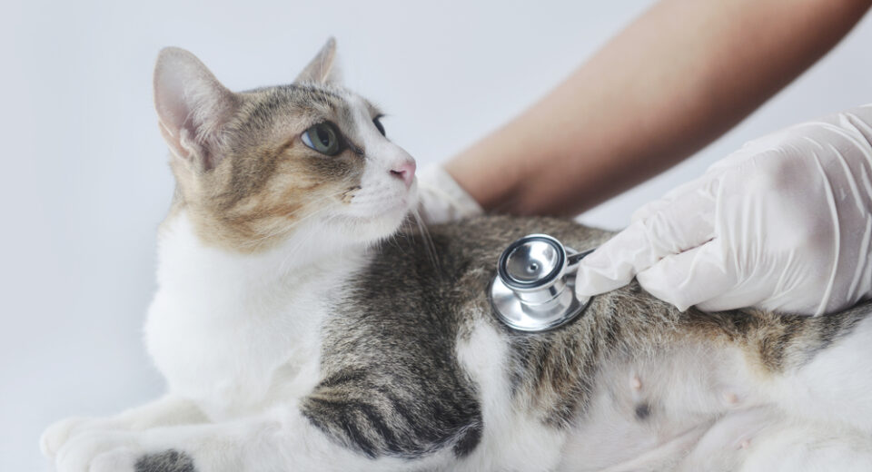 แมวลายนอนลงและตรวจโดยใช้หูฟังของแพทย์บนพื้นหลังสีขาว พร้อมพื้นที่ถ่ายเอกสาร